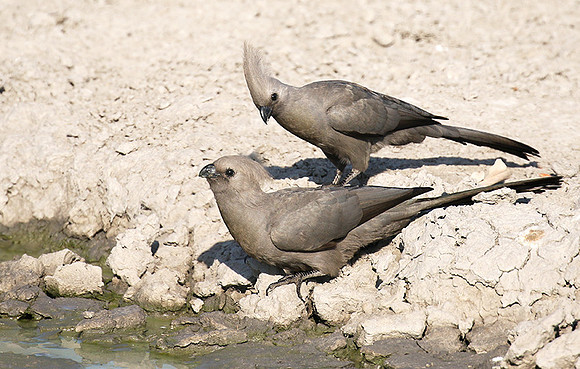 Moremi game reserve