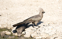 Moremi game reserve