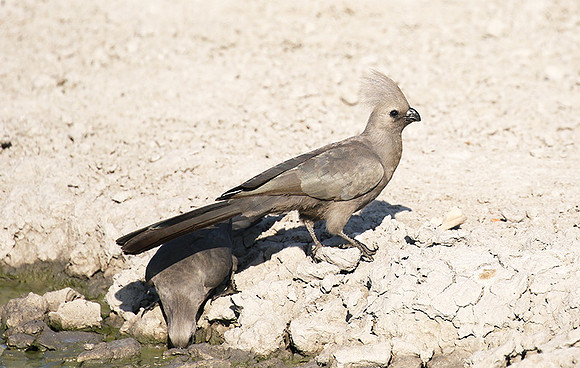 Moremi game reserve