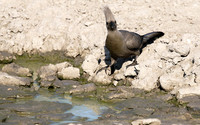 Moremi game reserve