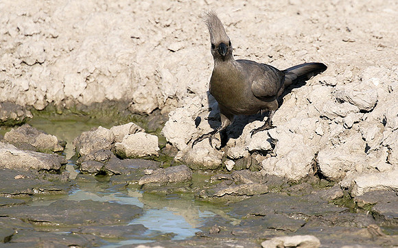 Moremi game reserve