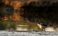 Three-banded plower - Mashatu game reserve
