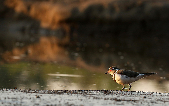 Three-banded plower - Mashatu game reserve