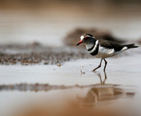 Three-banded plower - Mashatu game reserve