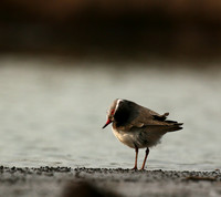 Three-banded plower - Mashatu game reserve