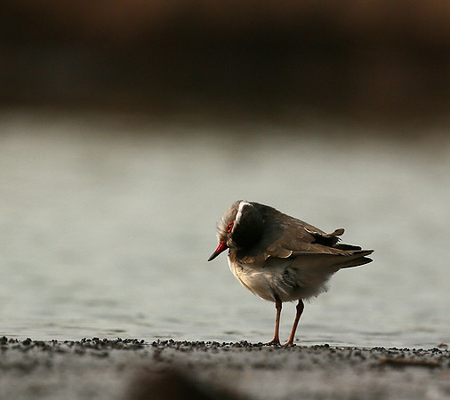 Three-banded plower - Mashatu game reserve