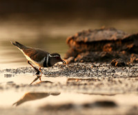 Three-banded plower - Mashatu game reserve