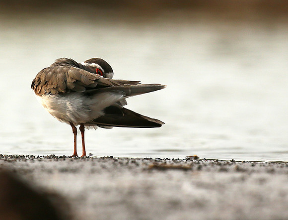 Three-banded plower - Mashatu game reserve