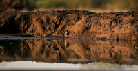 Three-banded plower - Mashatu game reserve