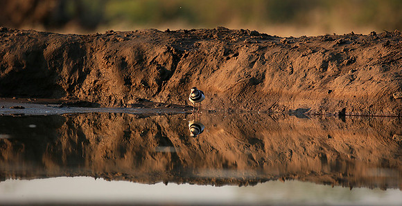 Three-banded plower - Mashatu game reserve
