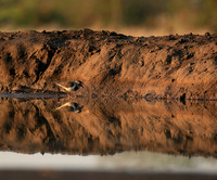 Three-banded plower - Mashatu game reserve