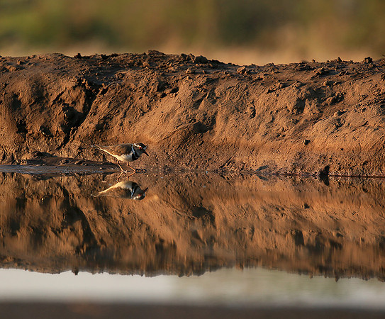 Three-banded plower - Mashatu game reserve