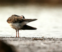 Three-banded plower - Mashatu game reserve