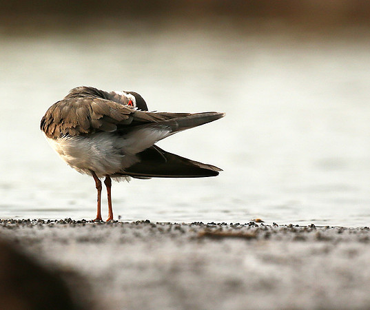 Three-banded plower - Mashatu game reserve