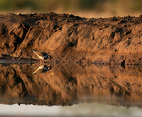 Three-banded plower - Mashatu game reserve