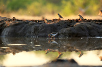 Three-banded plower - Mashatu game reserve