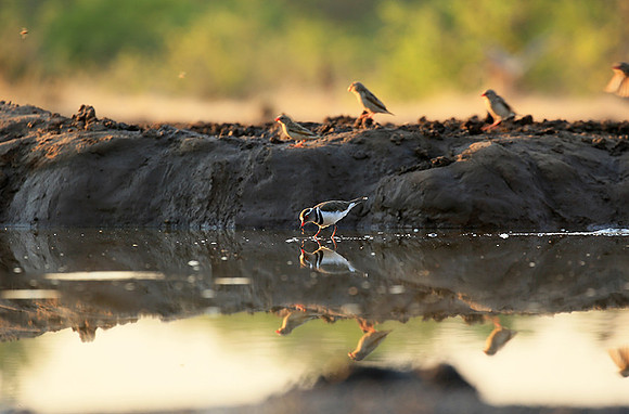 Three-banded plower - Mashatu game reserve