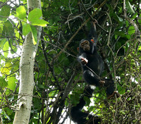 Mahale National Park
