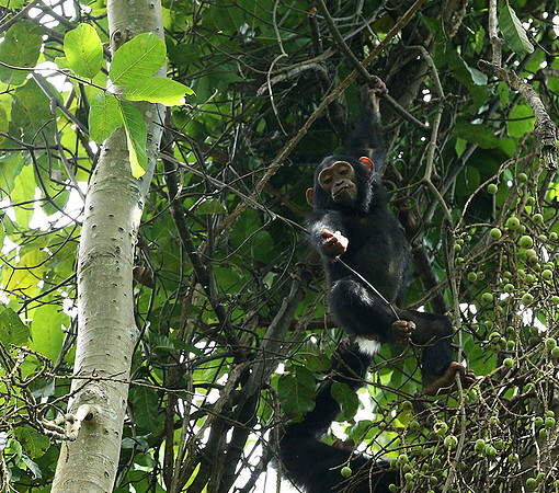 Mahale National Park