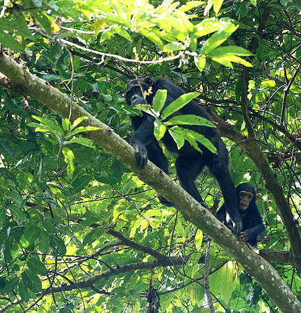 Mahale National Park