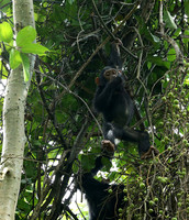 Mahale National Park