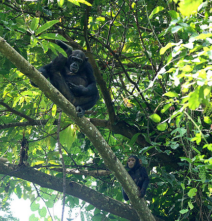 Mahale National Park