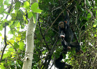 Mahale National Park