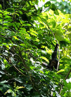 Mahale National Park