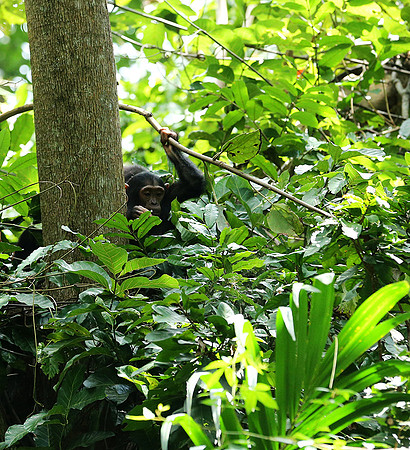 Mahale National Park