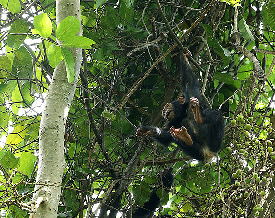 Mahale National Park