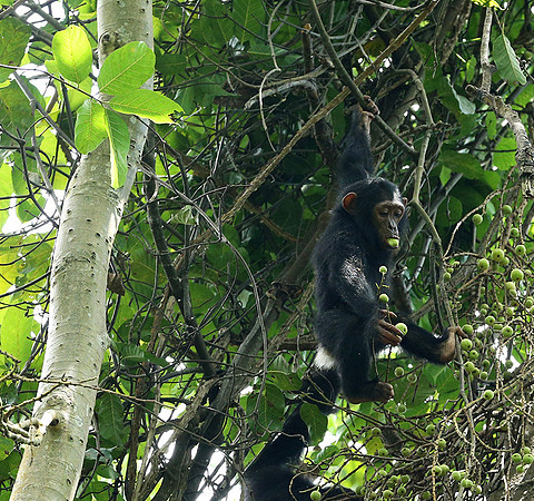 Mahale National Park