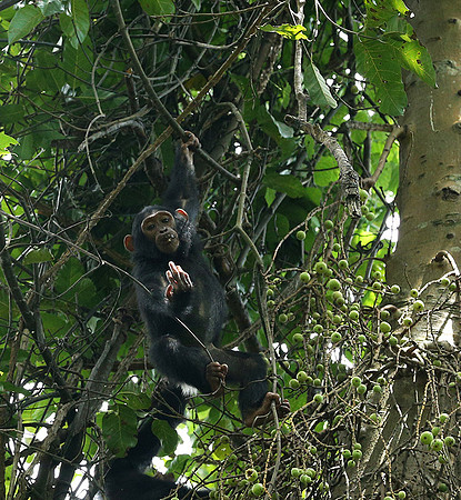 Mahale National Park