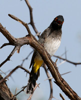 African red-eyed bulbul - Central Kalahari