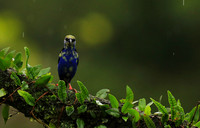 Red-legged honeycreeper - immature