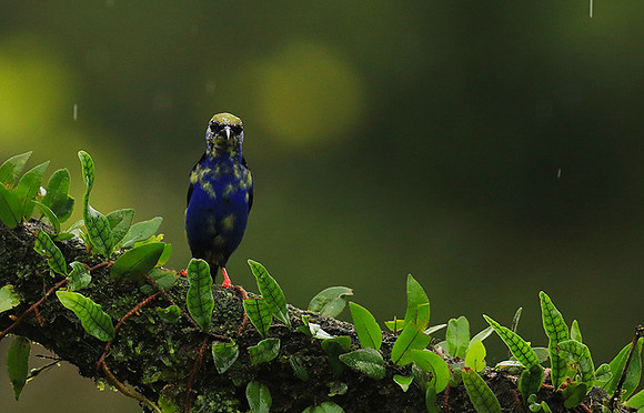 Red-legged honeycreeper - immature
