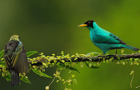 Green honeycreeper - male