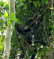 Mahale National Park