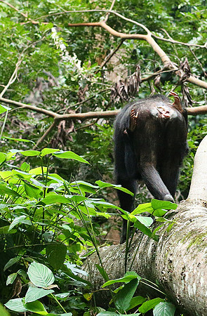 Mahale National Park