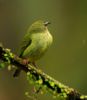 Red-legged honeycreeper - female