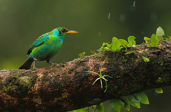 Green honeycreeper - juvenile