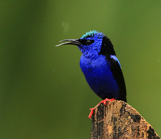 Red-legged honeycreeper - male