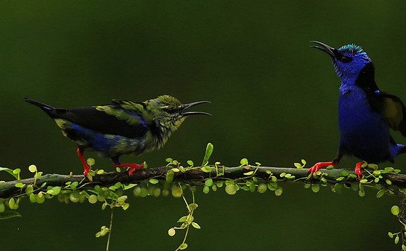 Red-legged honeycreeper - male and immature