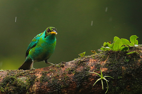 Green honeycreeper - juvenile