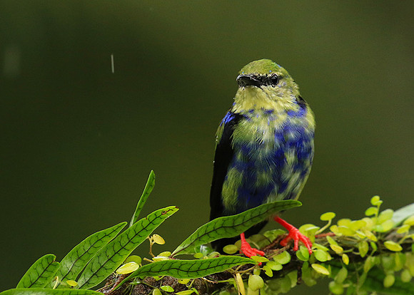 Red-legged honeycreeper - immature