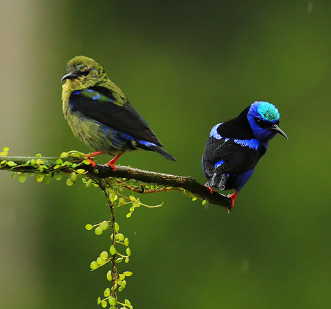 Red-legged honeycreeper - male and immature