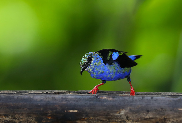 Red-legged honeycreeper - immature