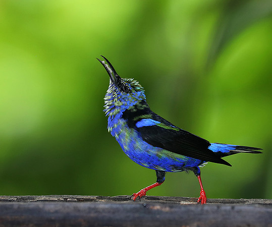 Red-legged honeycreeper - immature male