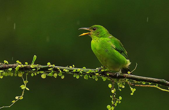 Green honeycreeper - female