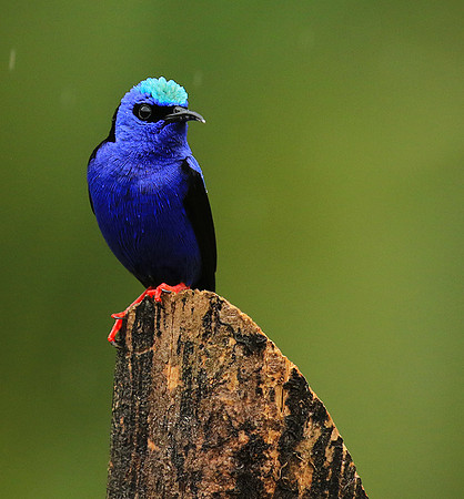 Red-legged honeycreeper - Male