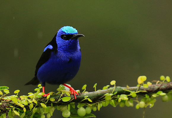 Red-legged honeycreeper - Male